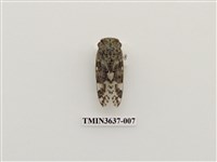 藏品(小蟪蛄)的圖片